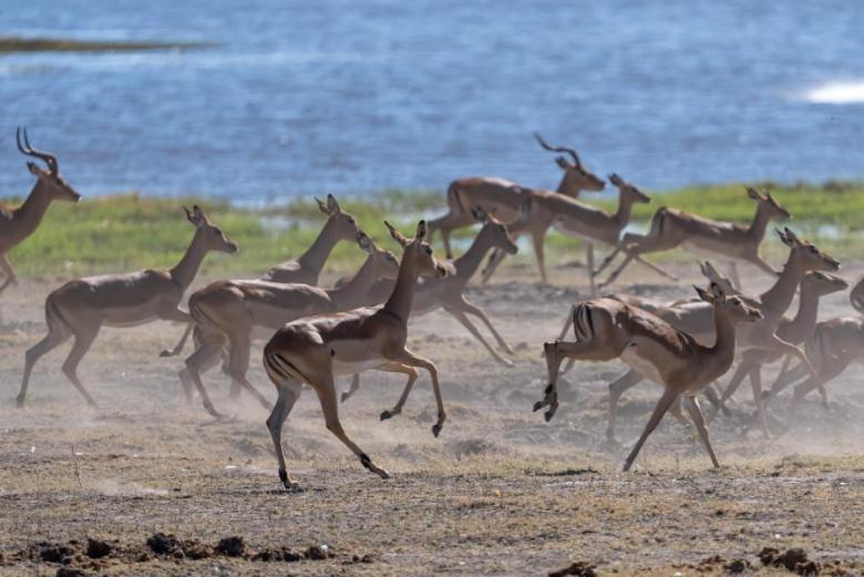 Jackalberry Chobe Hotel Kasane Luaran gambar