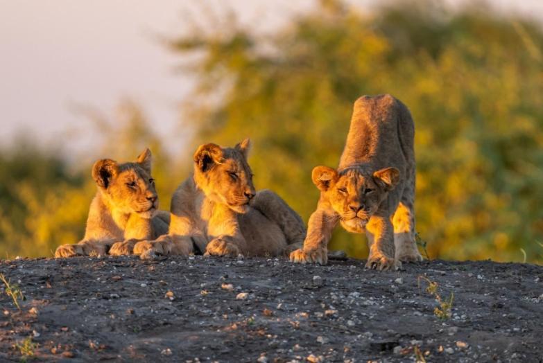 Jackalberry Chobe Hotel Kasane Luaran gambar